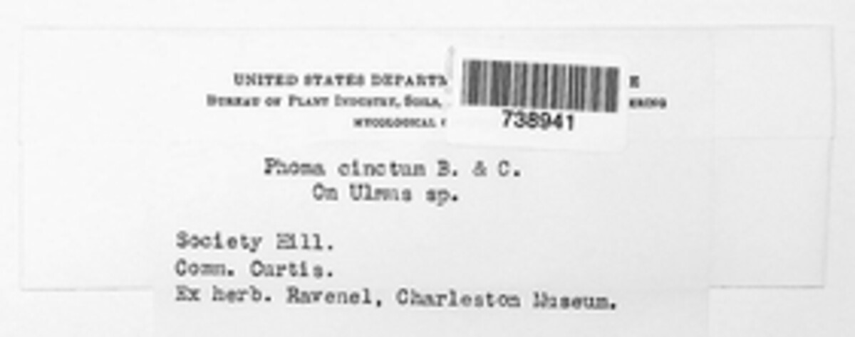 Peyronellaea cincta image